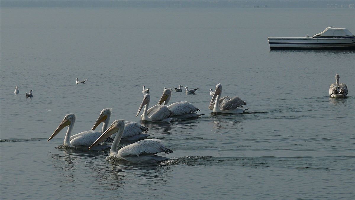 Dalmatian Pelican