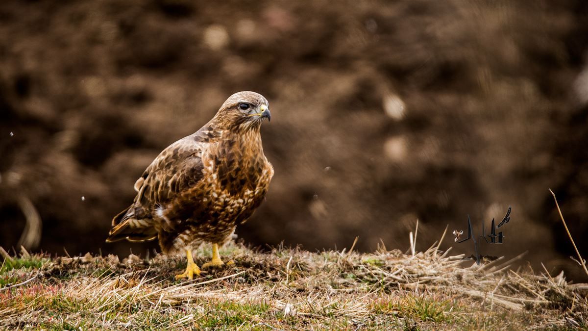 Common Buzzard