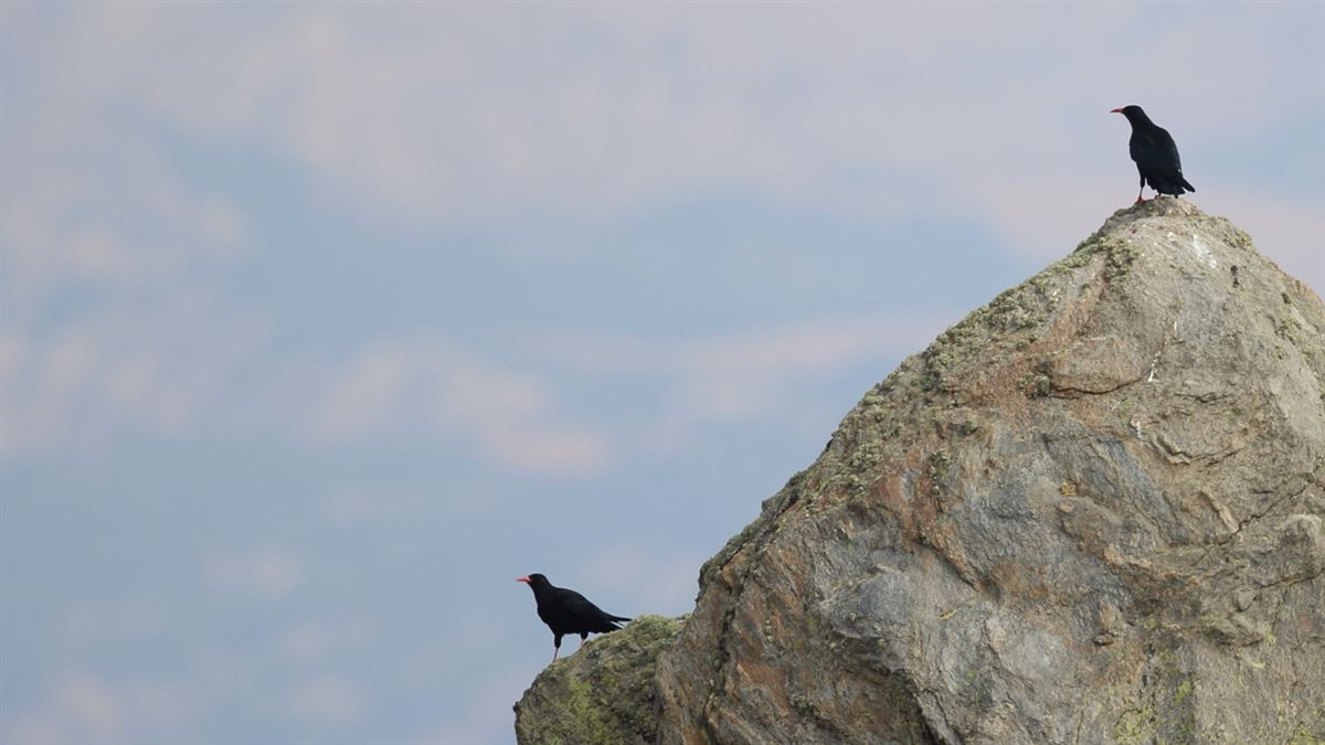 Red-billed Chough