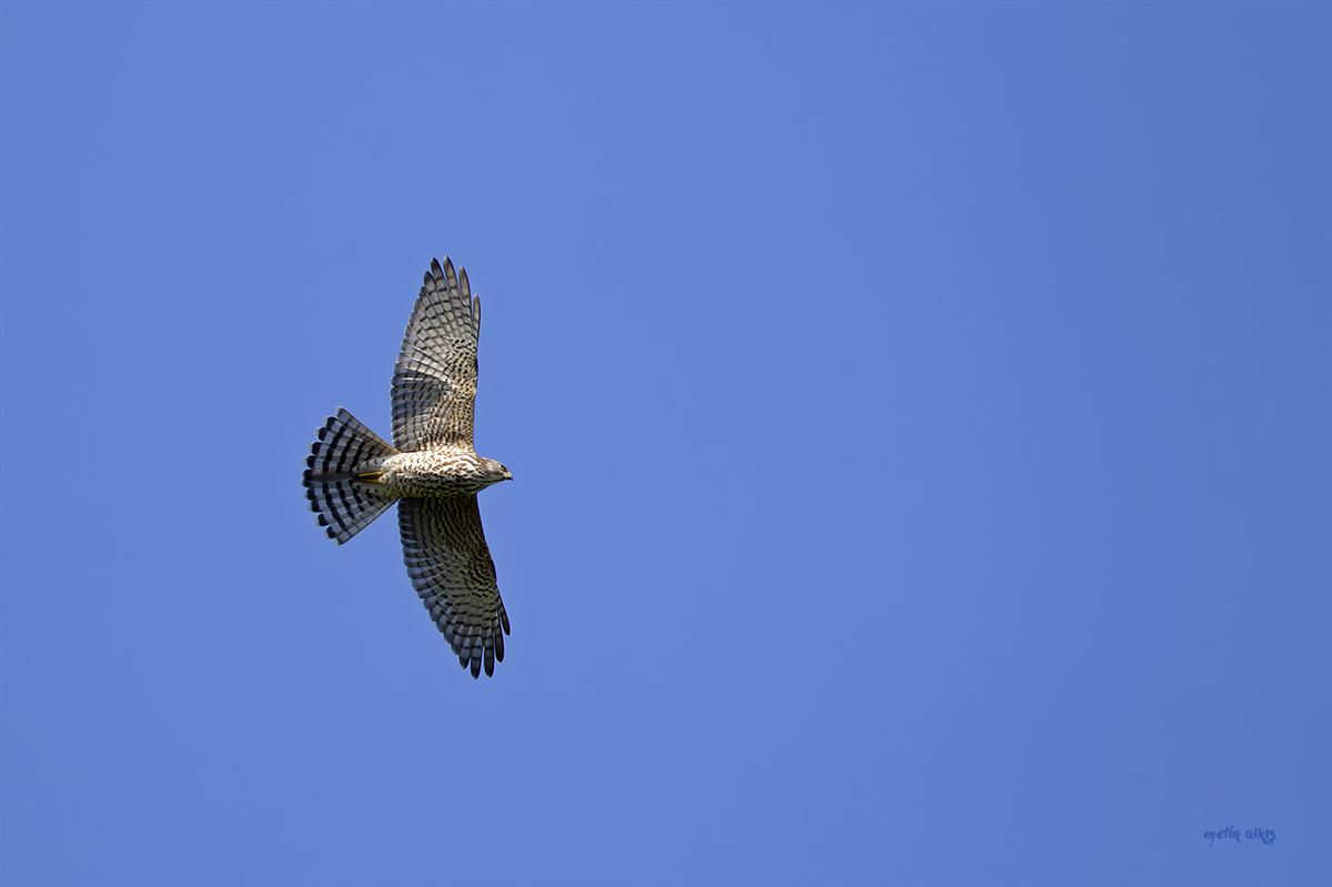 Levant Sparrowhawk
