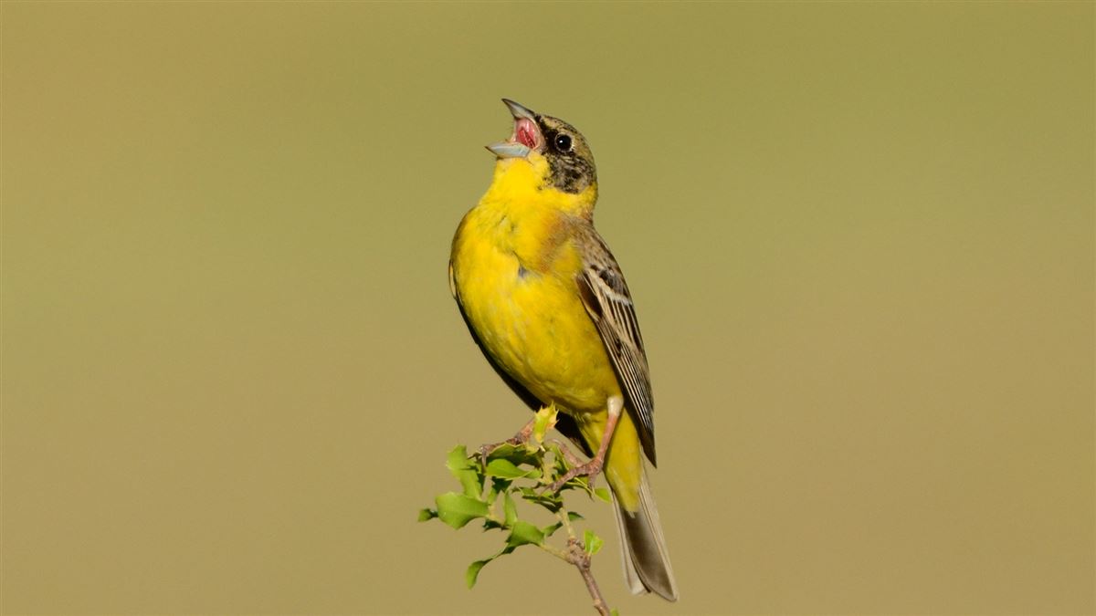 Black-headed Bunting