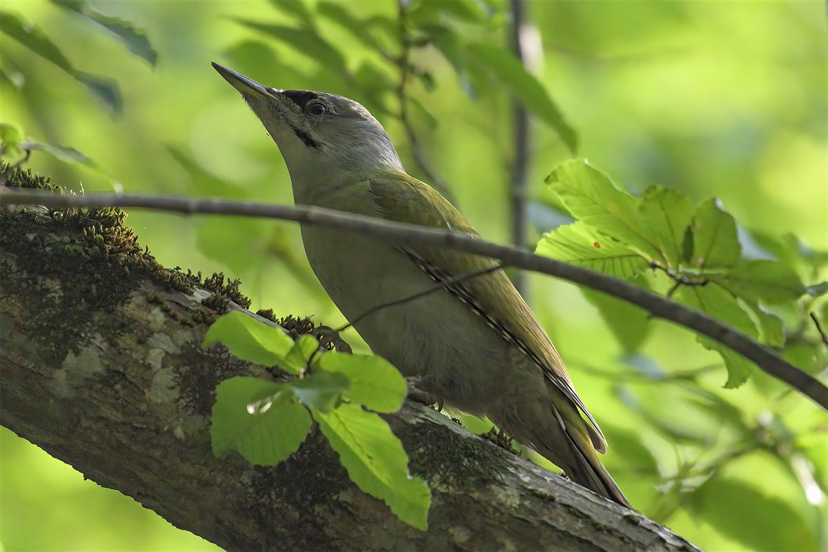 Grey-headed Woodpecker