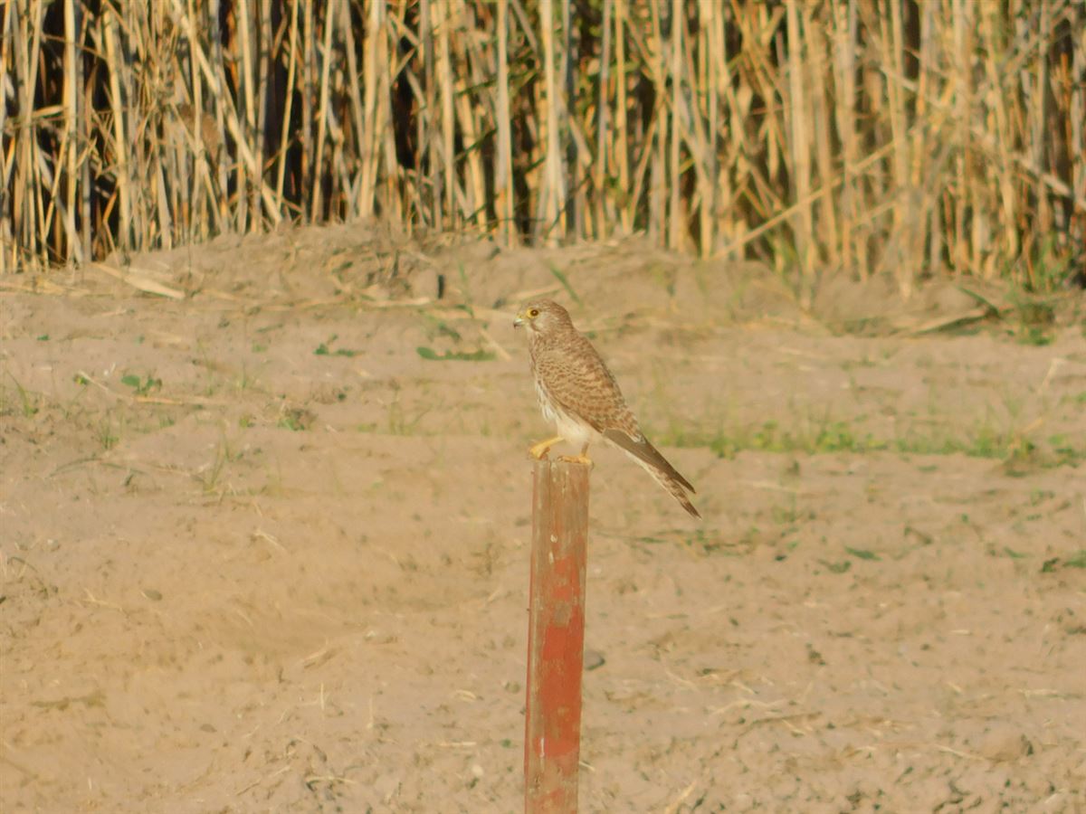 Common Kestrel