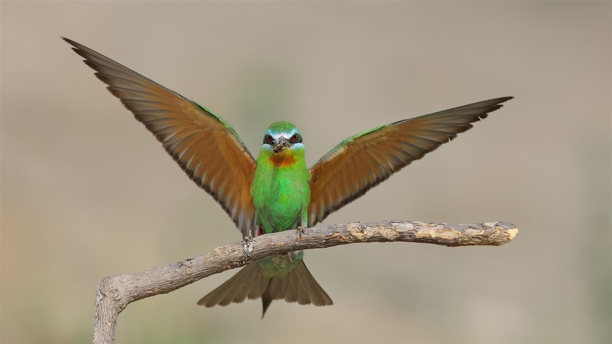 Blue-cheeked Bee-eater