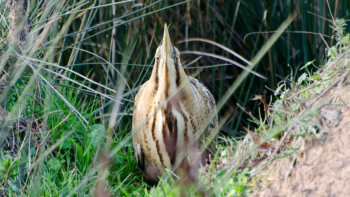 Eurasian Bittern