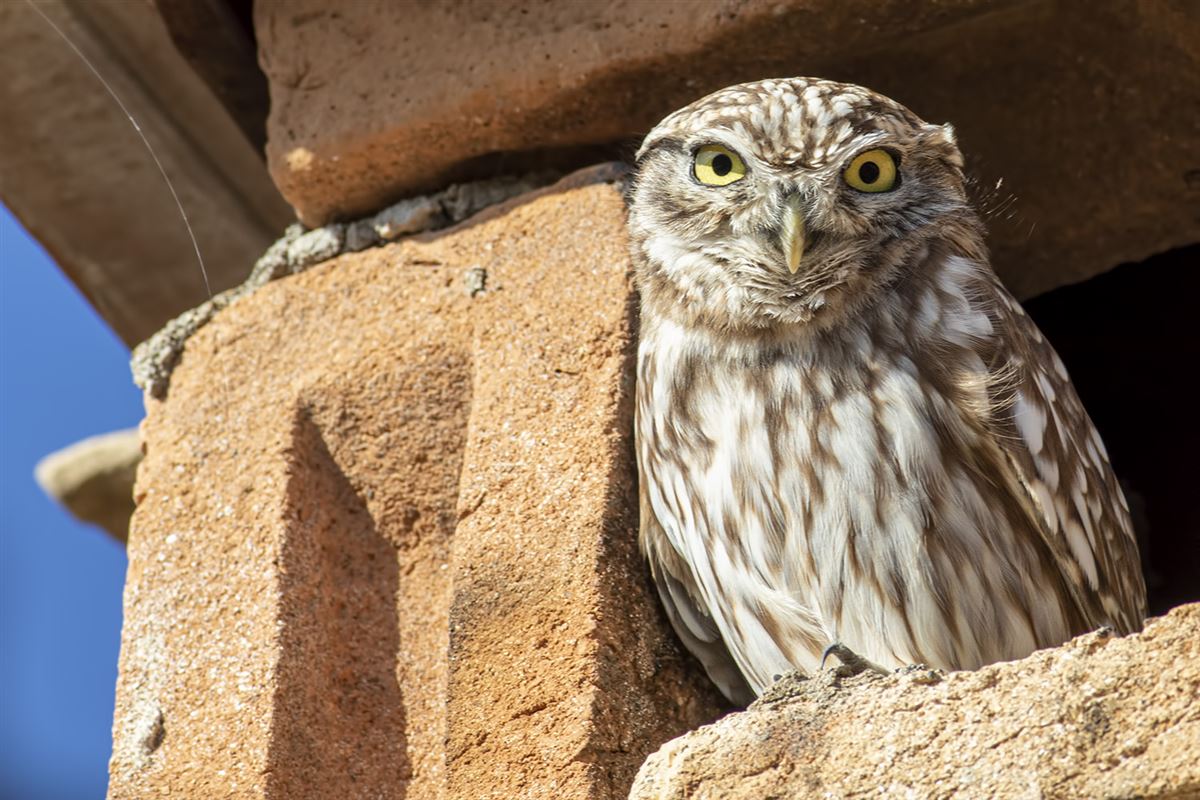 Little Owl