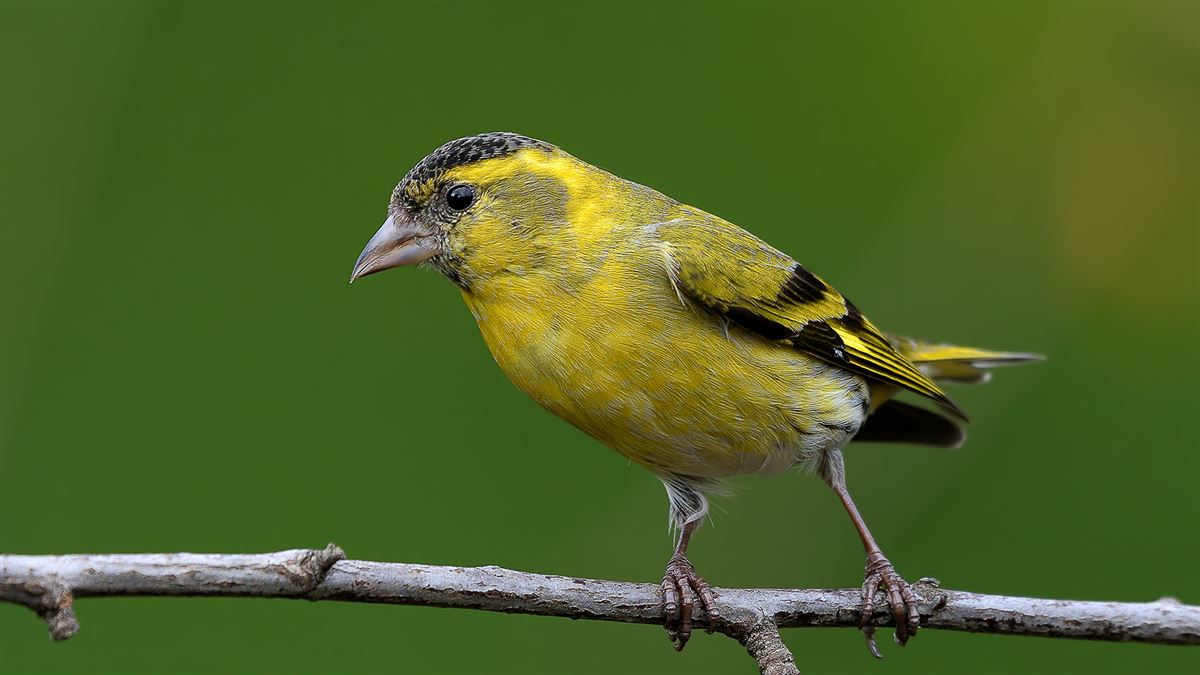Eurasian Siskin