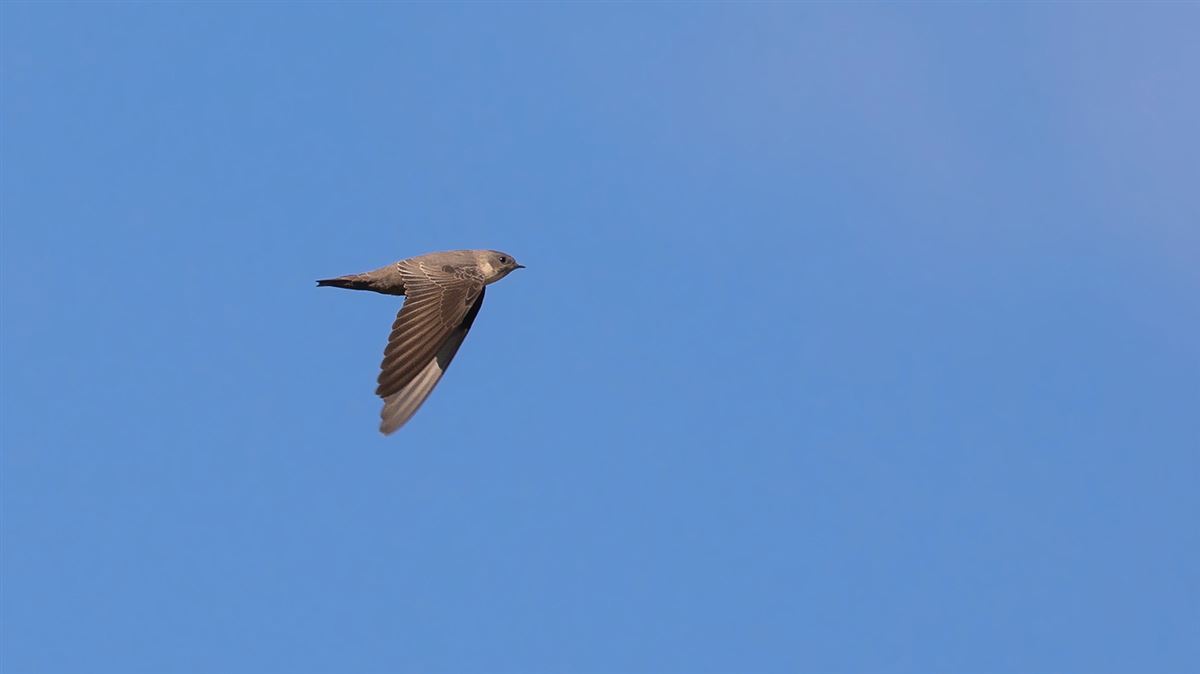 Eurasian Crag Martin