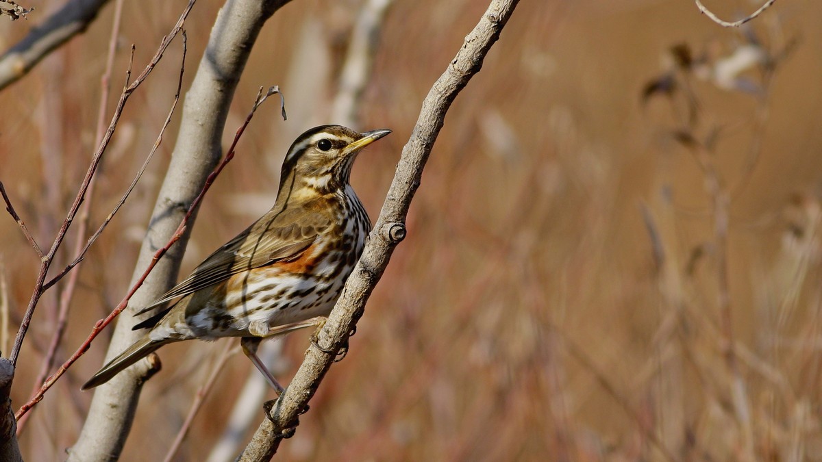 Redwing
