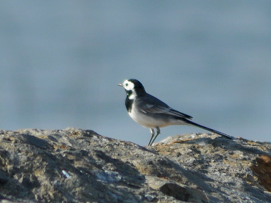 White Wagtail