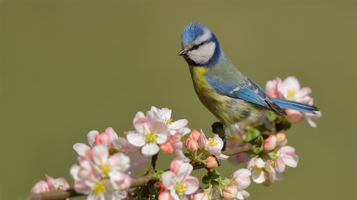 Eurasian Blue Tit