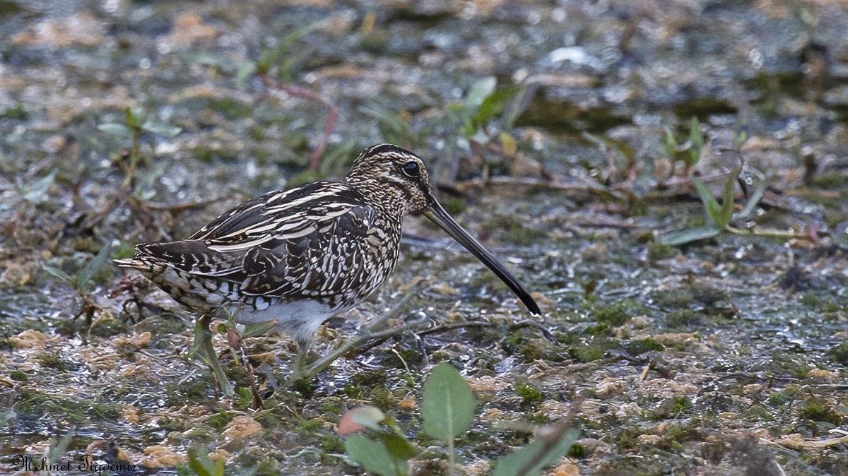 Common Snipe