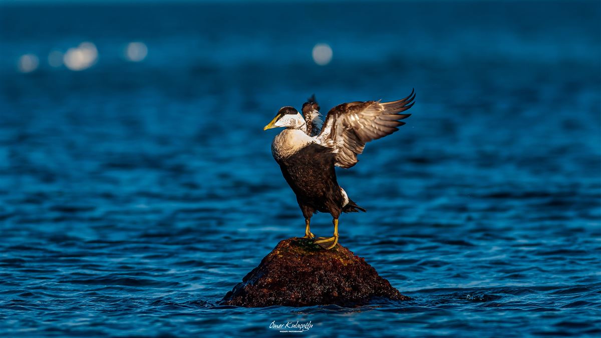 Common Eider