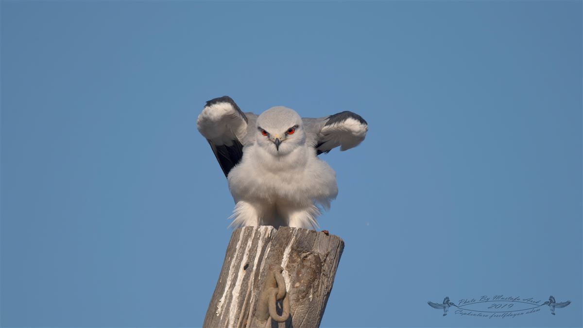 Black-winged Kite