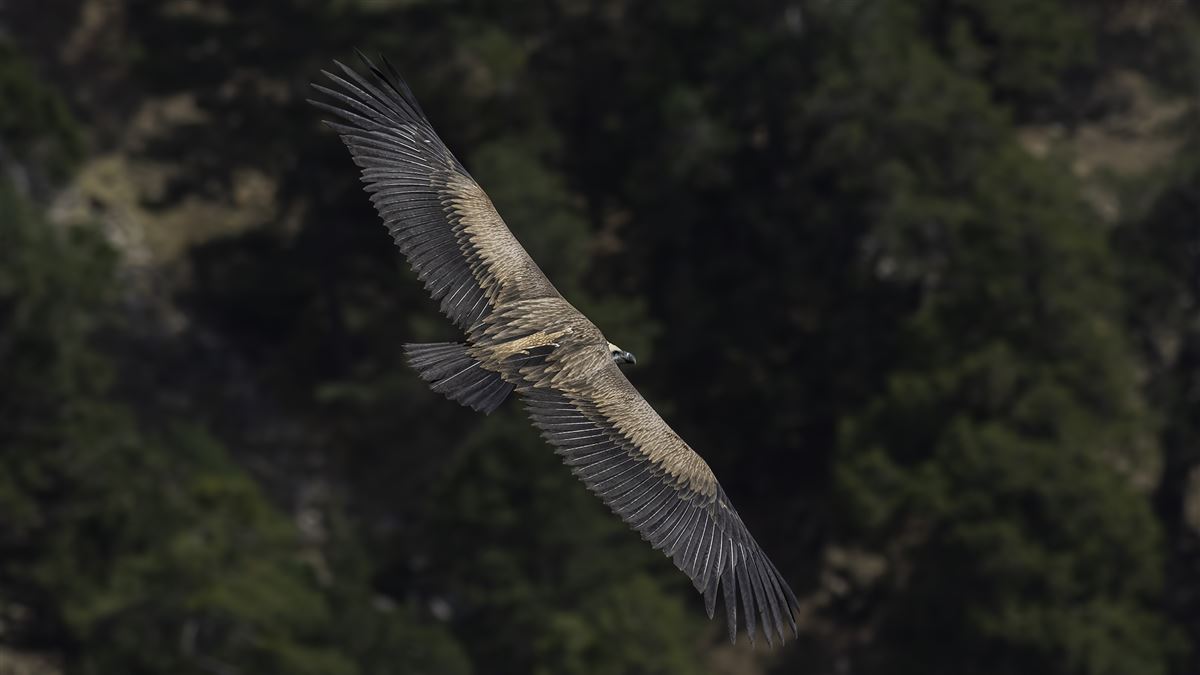 Griffon Vulture