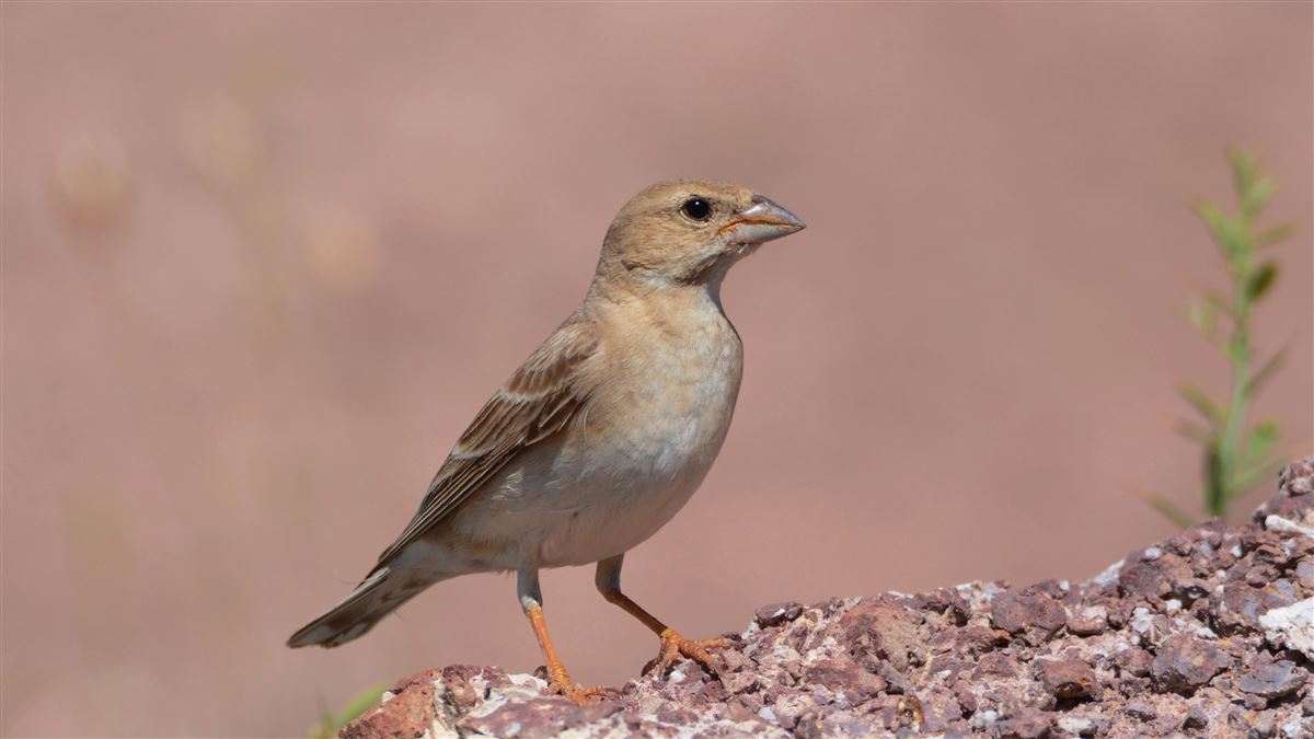 Pale Rockfinch