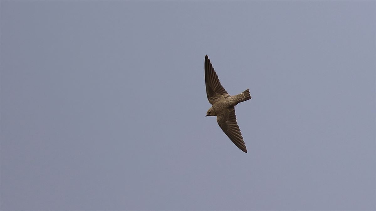 Eurasian Crag Martin