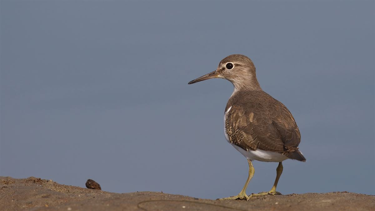 Common Sandpiper