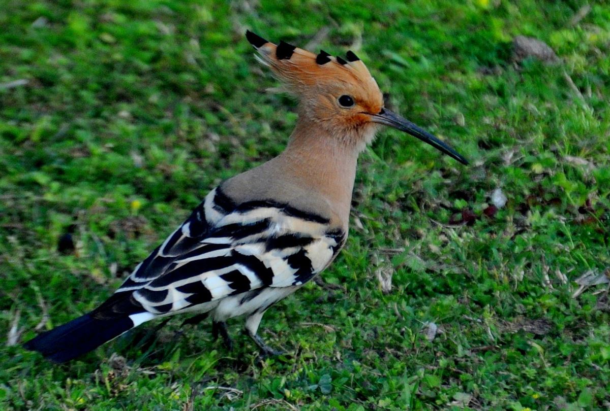 Common Hoopoe