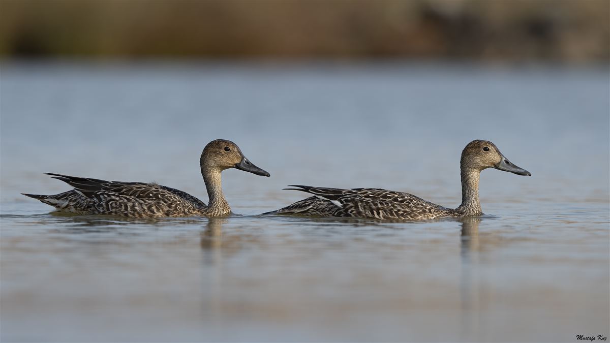 Northern Pintail