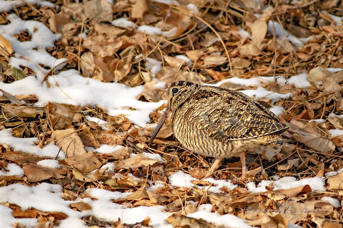 Eurasian Woodcock