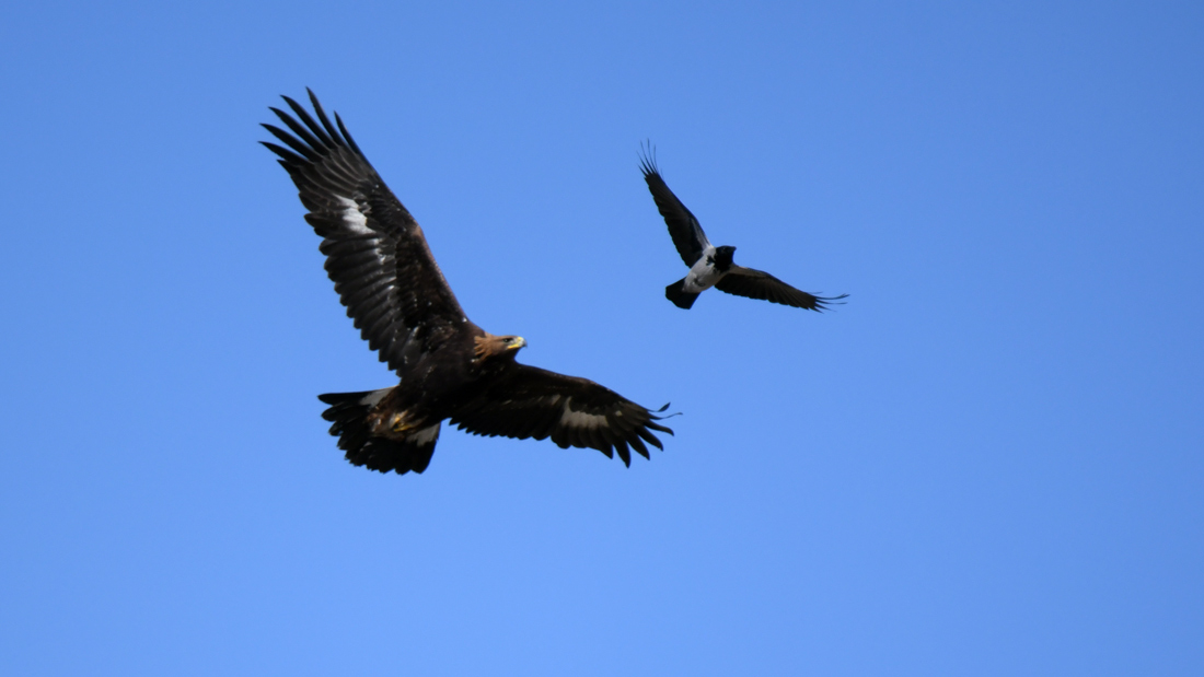 Golden Eagle