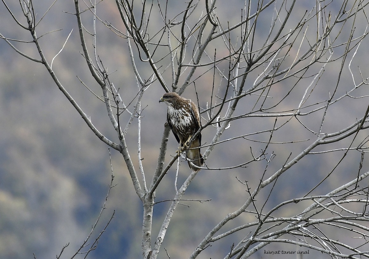 Common Buzzard