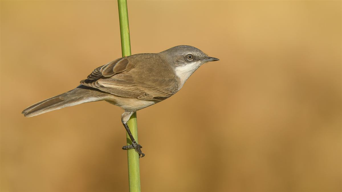 Lesser Whitethroat