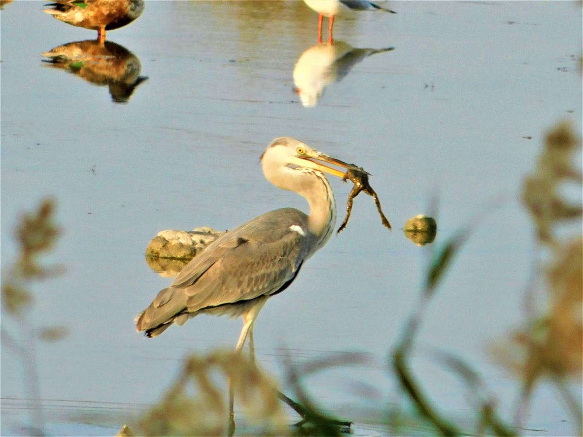 Grey Heron