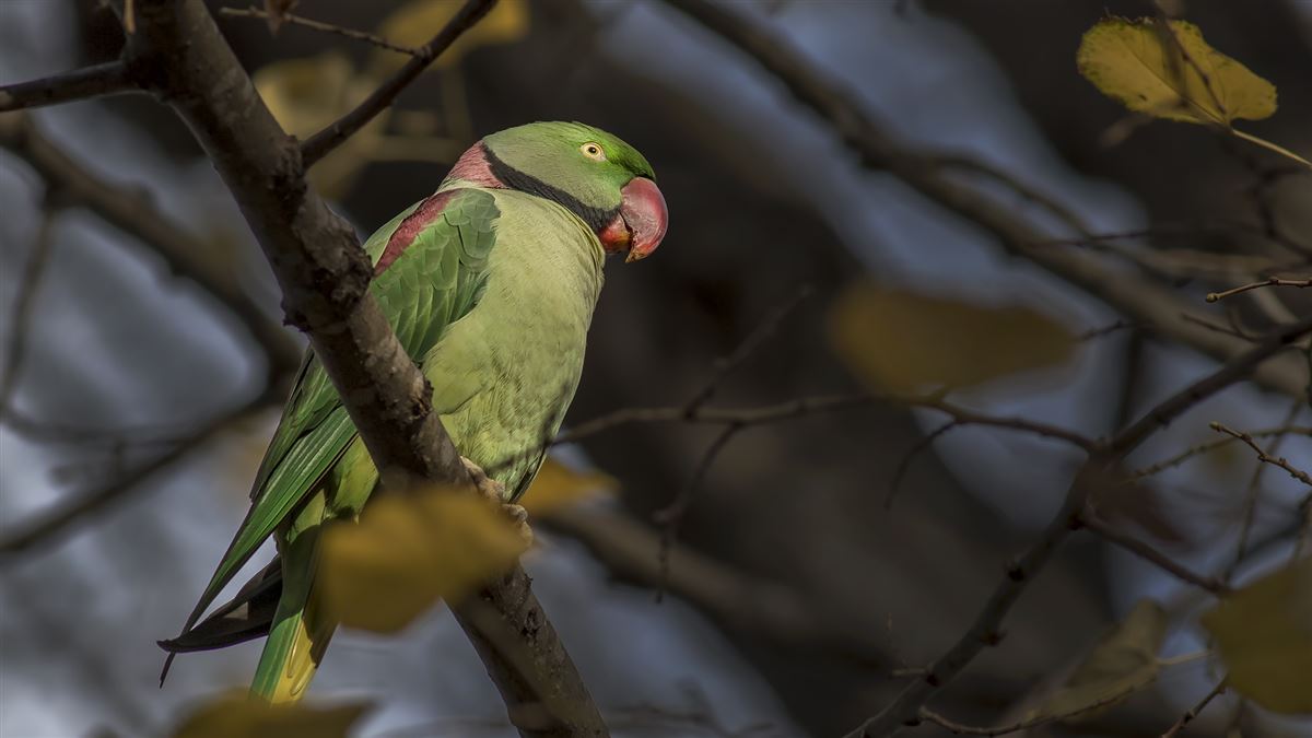 Alexandrine Parakeet