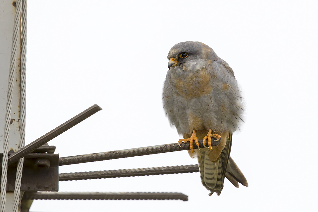 Red-footed Falcon