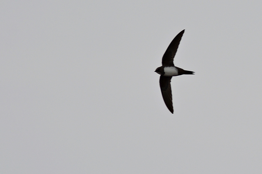 Alpine Swift