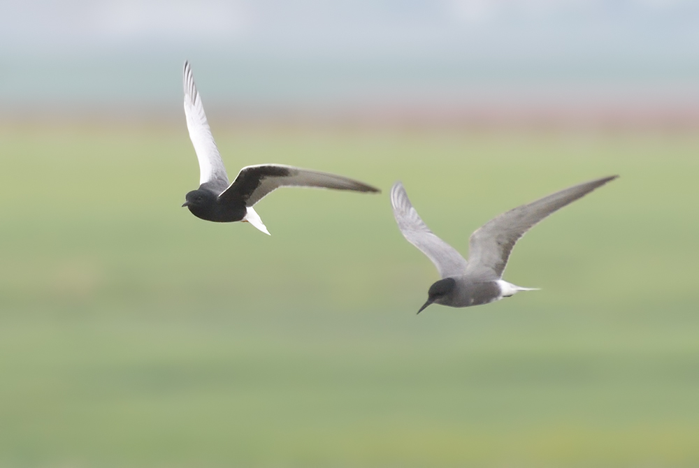 Black Tern