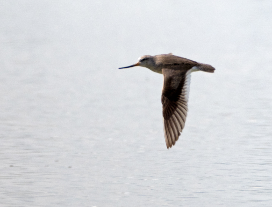 Terek Sandpiper