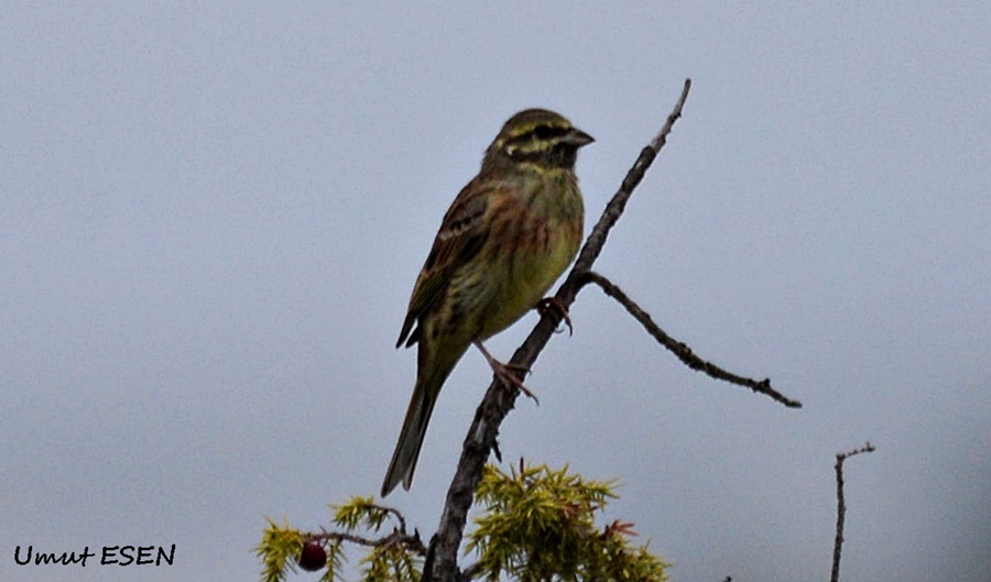Cirl Bunting