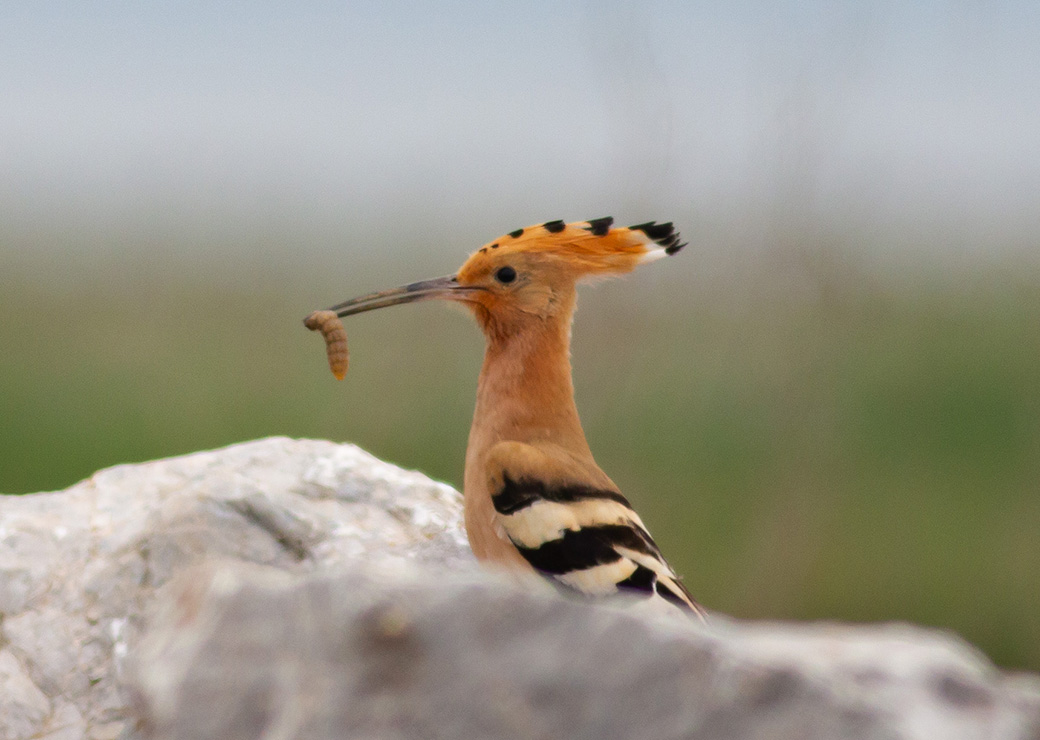 Common Hoopoe