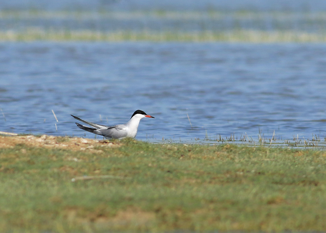 Common Tern