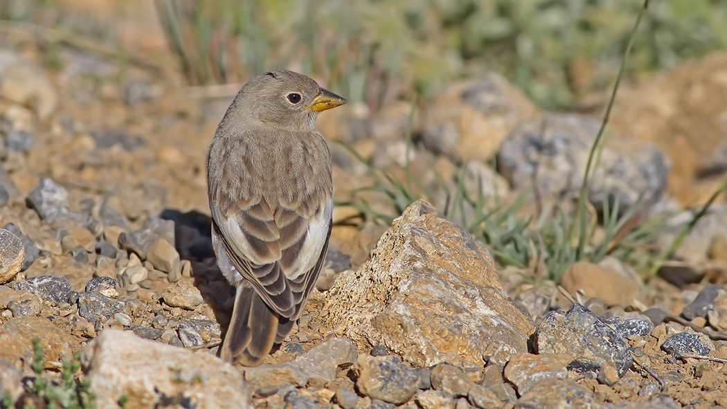 White-winged Snowfinch