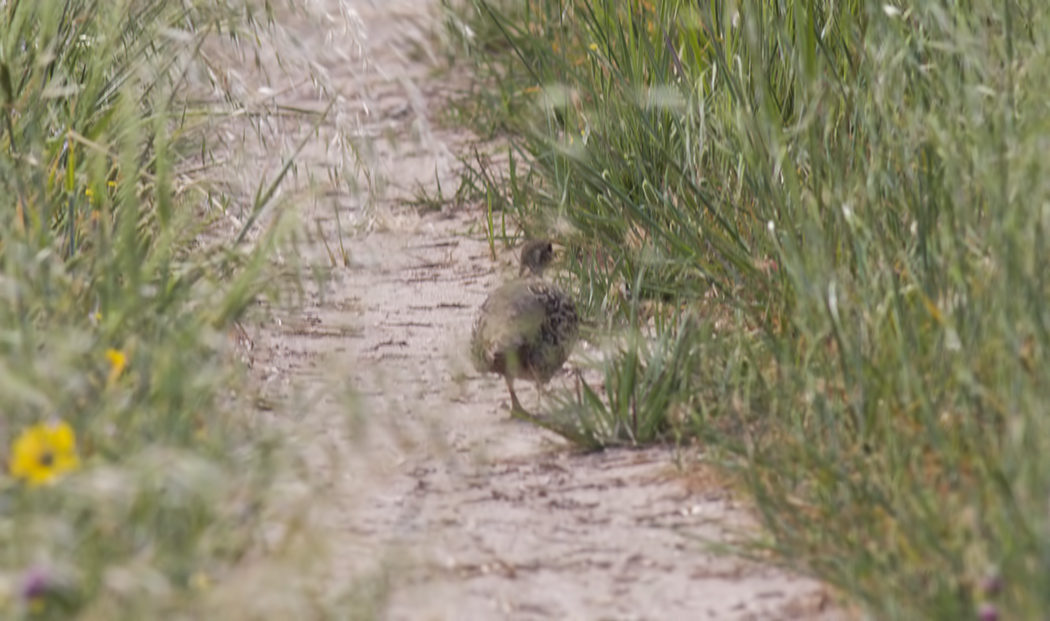 Black Francolin
