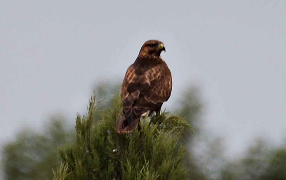 Common Buzzard