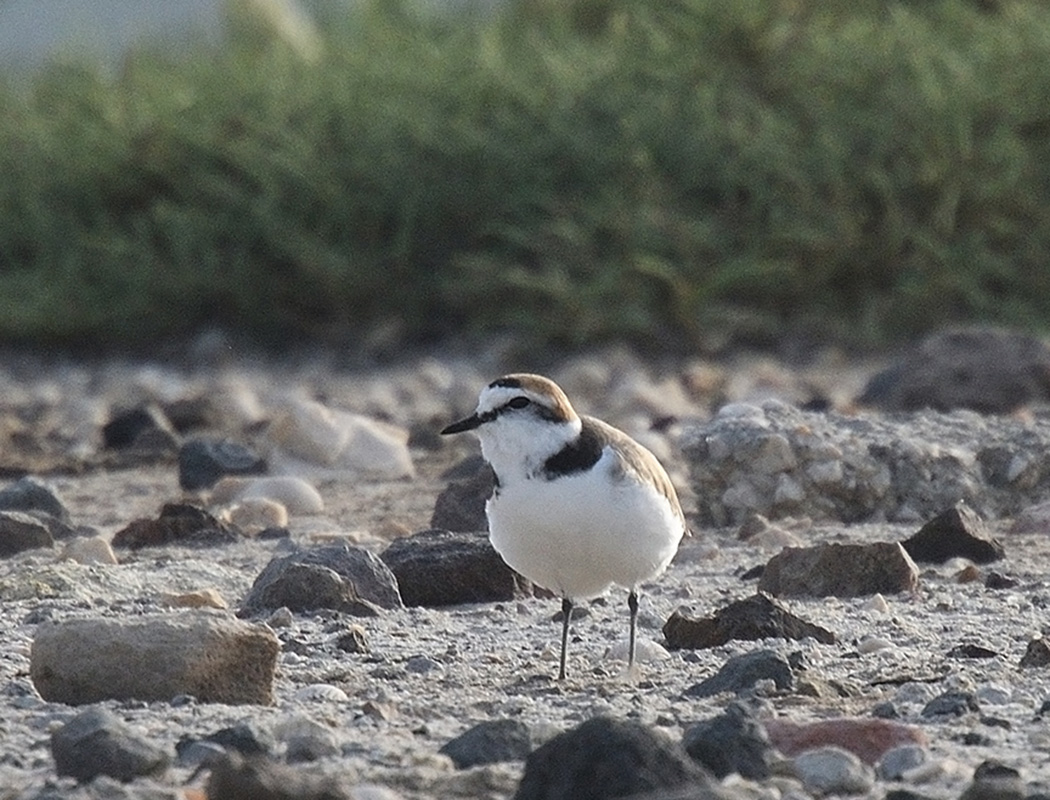 Kentish Plover