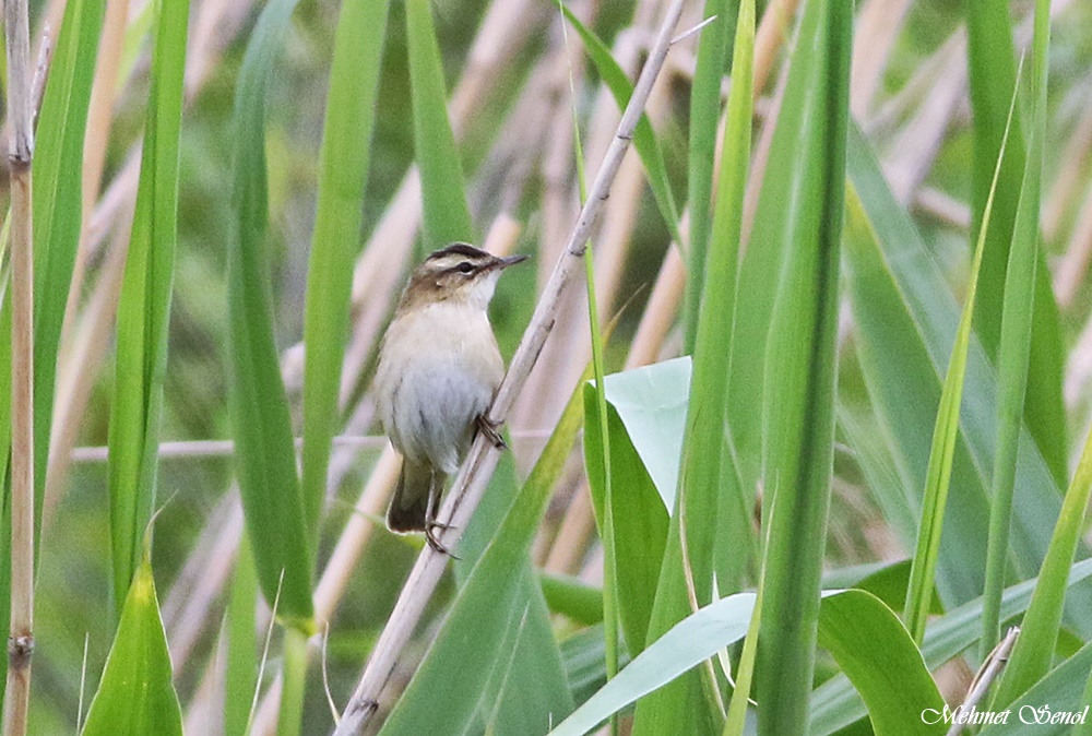 Moustached Warbler