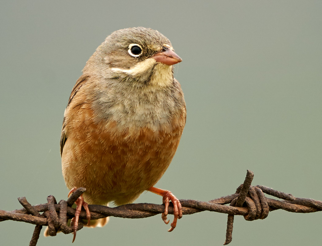 Ortolan Bunting