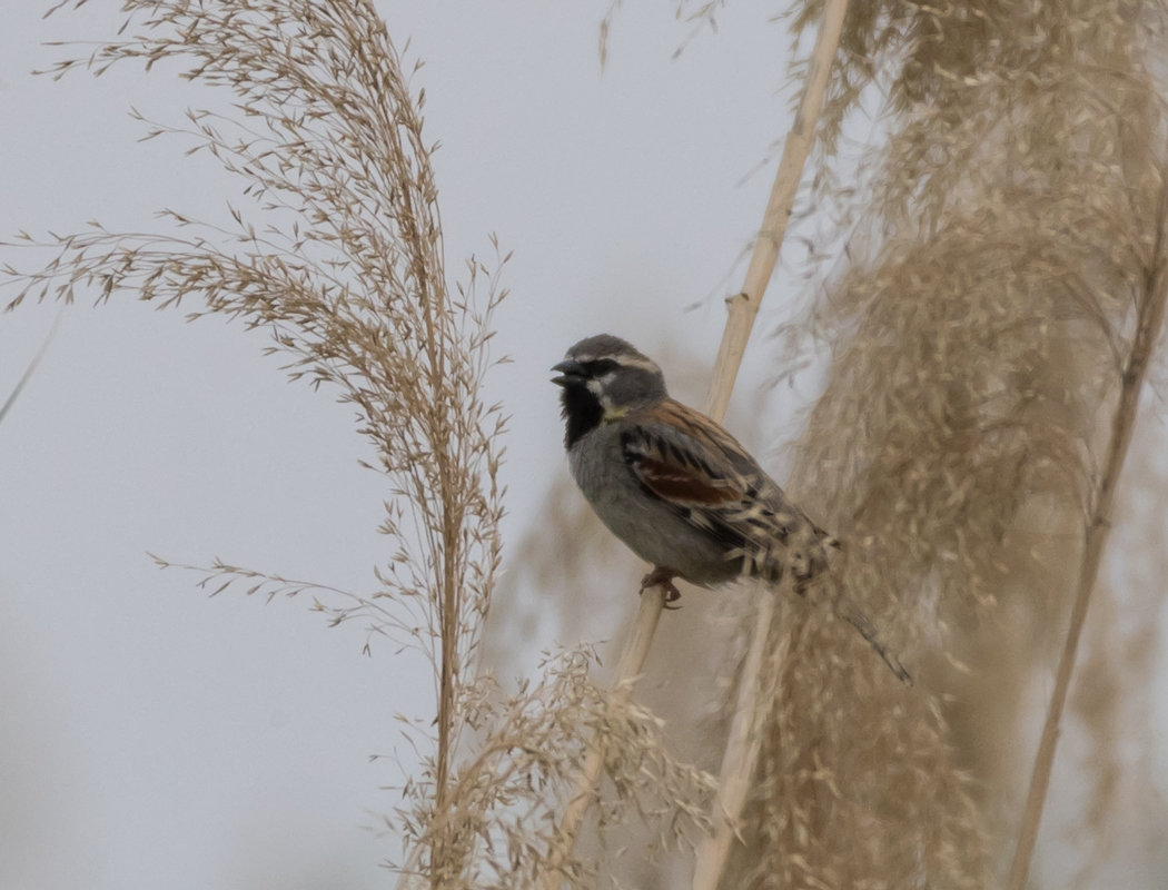 Dead Sea Sparrow