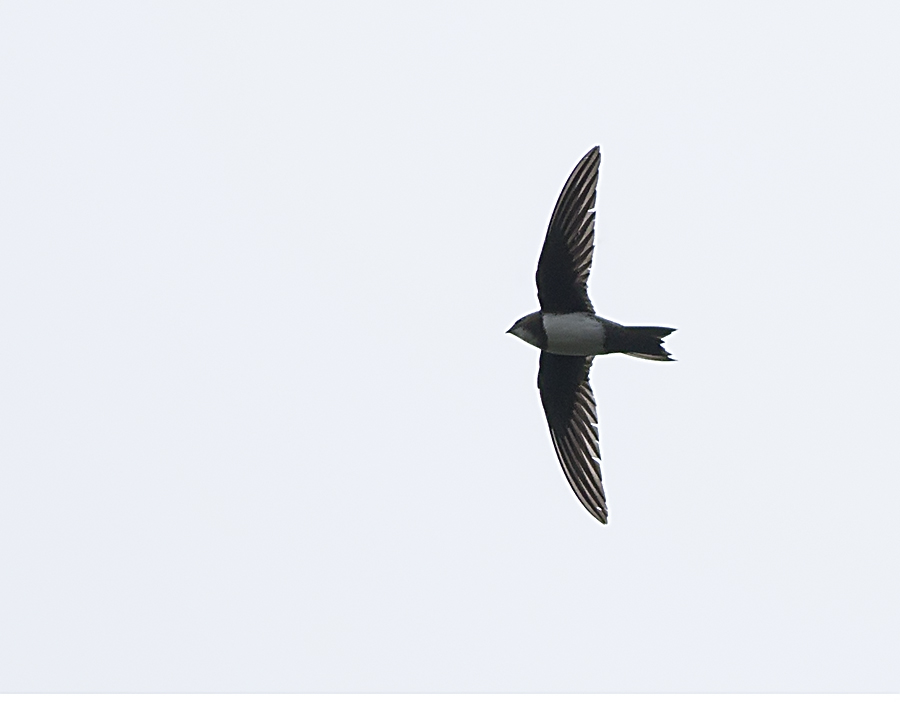 Alpine Swift
