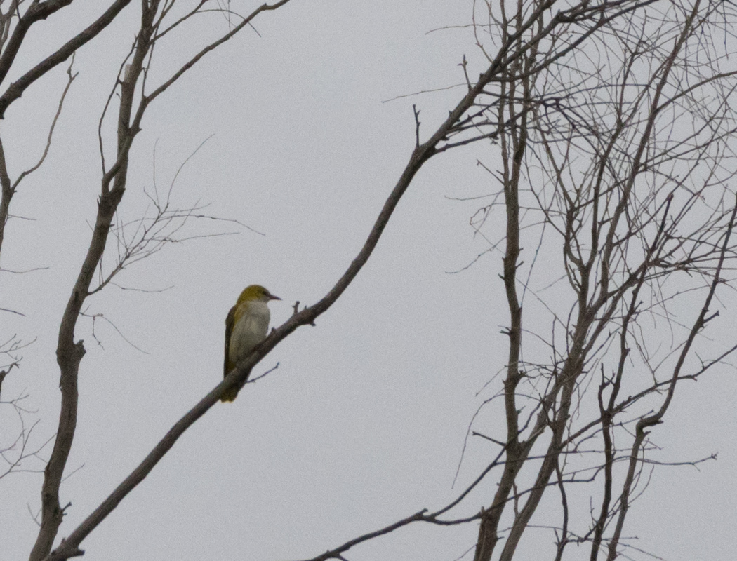 Eurasian Golden Oriole