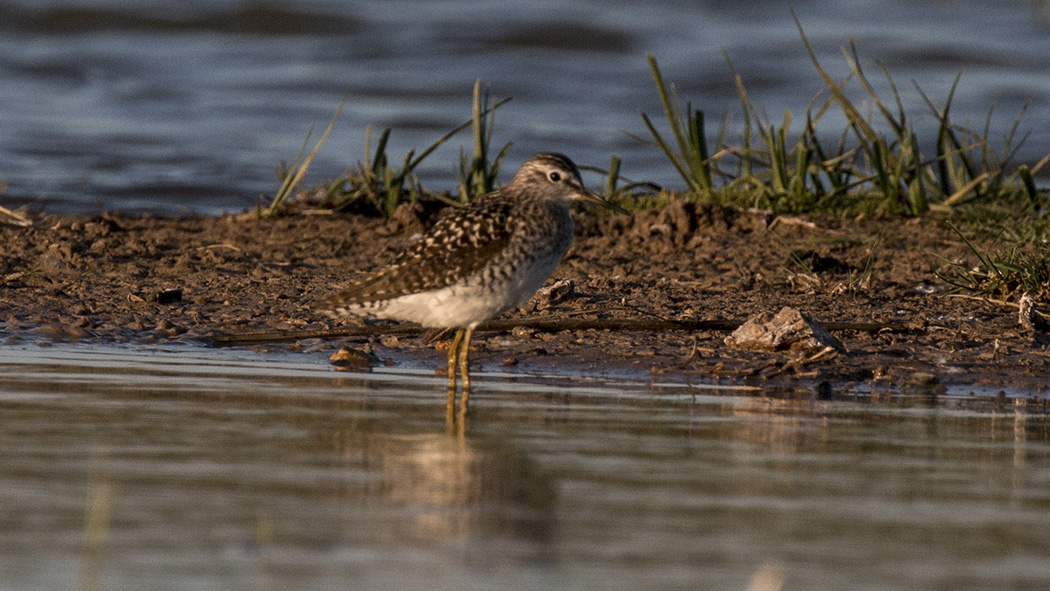 Wood Sandpiper
