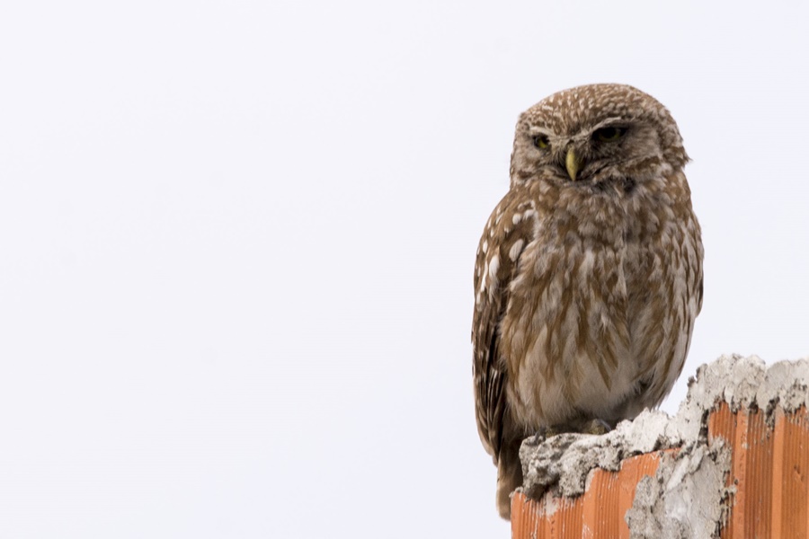 Little Owl