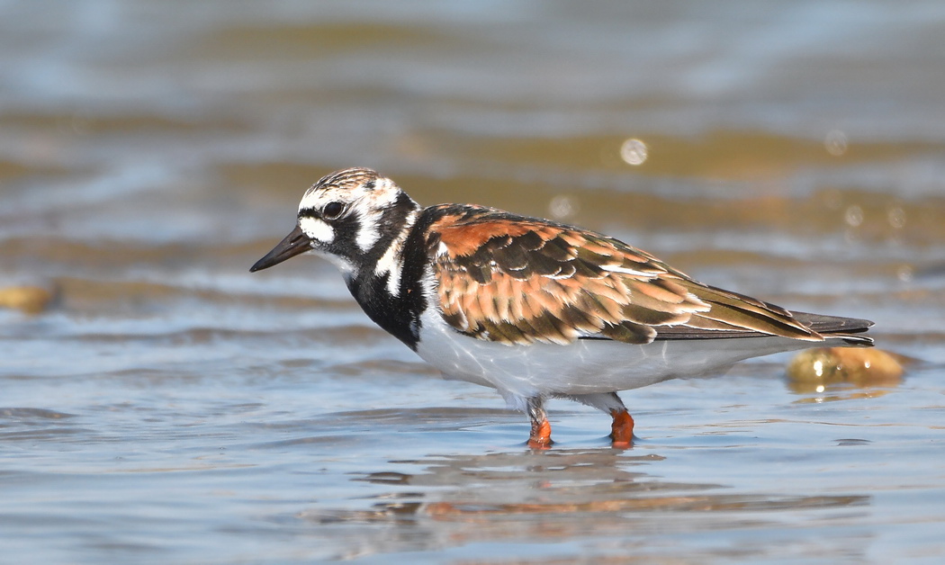 Ruddy Turnstone