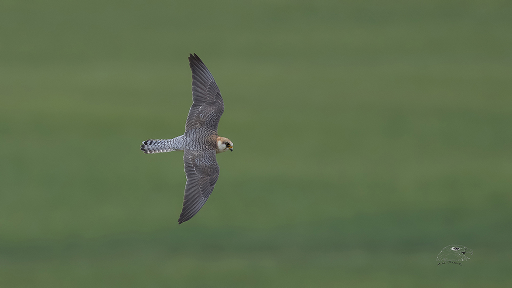Red-footed Falcon